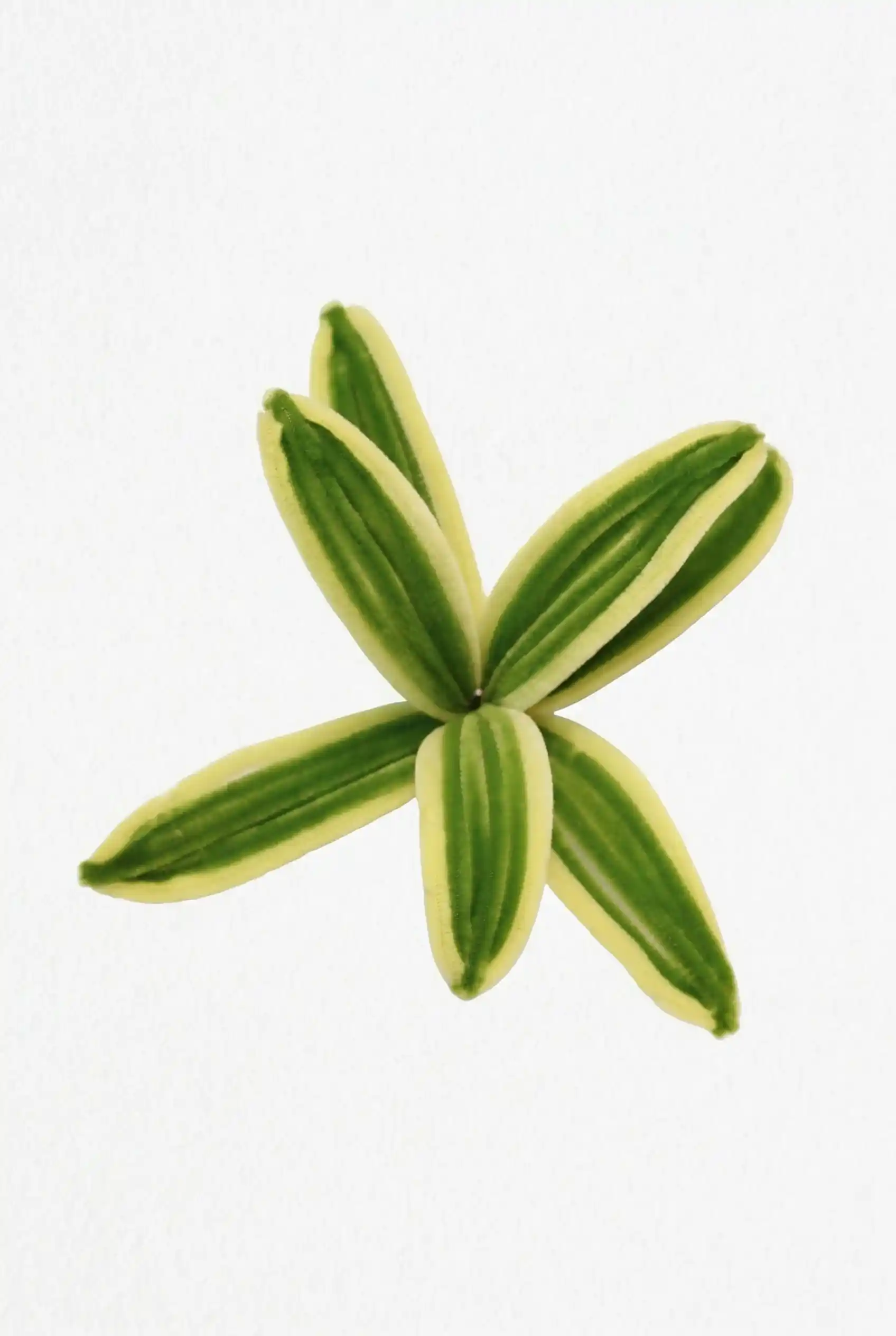 Top-down view of a finished handmade Song of India (Pleomele) soft sculpture with variegated yellow and green leaves.