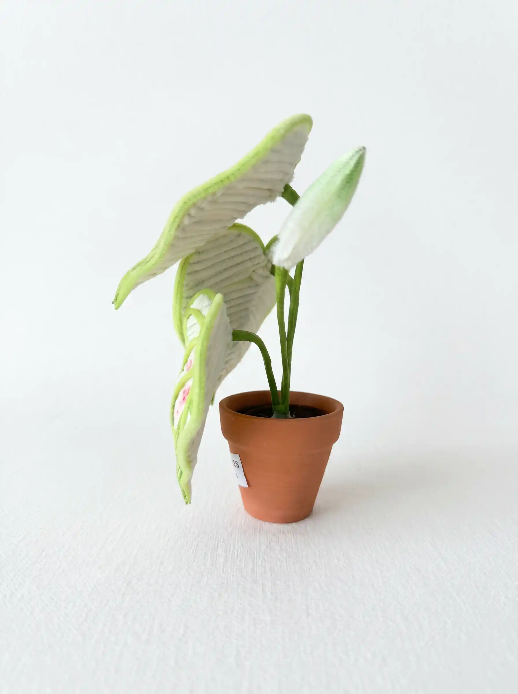 Side view of a 16cm tall handmade heart-shaped Caladium plant in a 5.5cm terracotta pot.