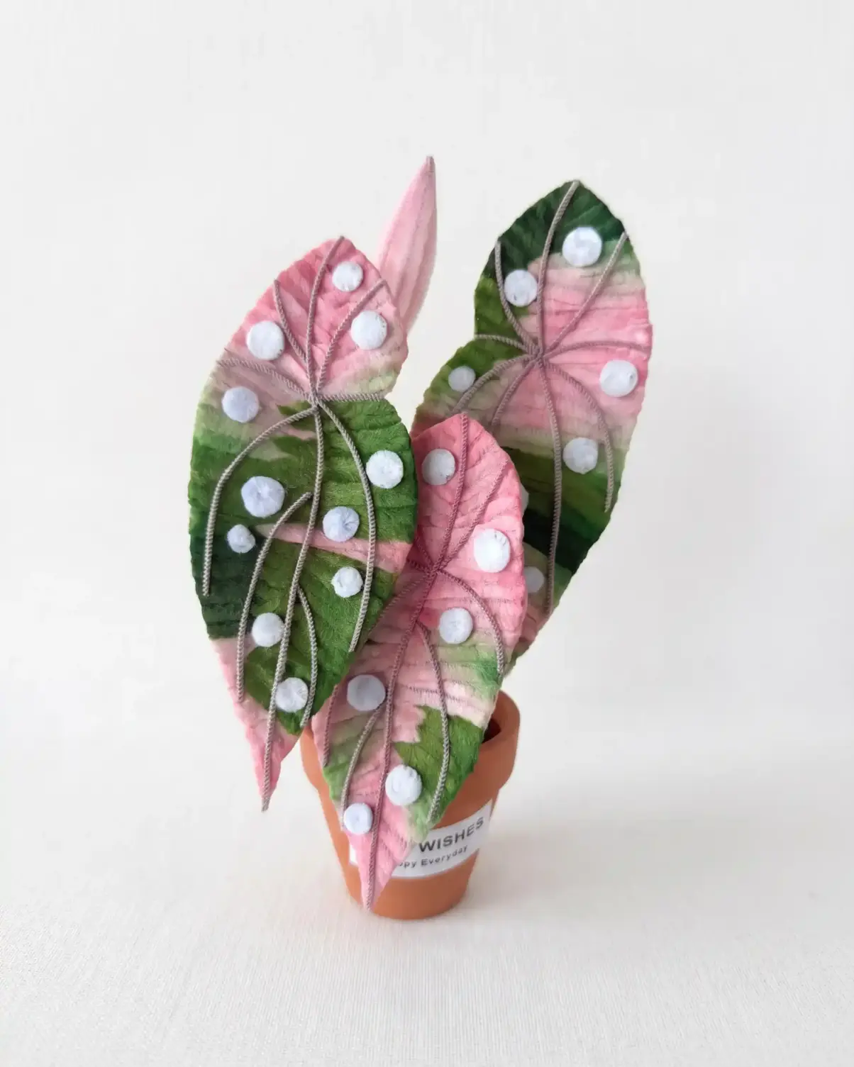 A finished handmade pink variegated Begonia Maculata (Polka Dot Begonia) plant in a terracotta pot by Glint Garden.