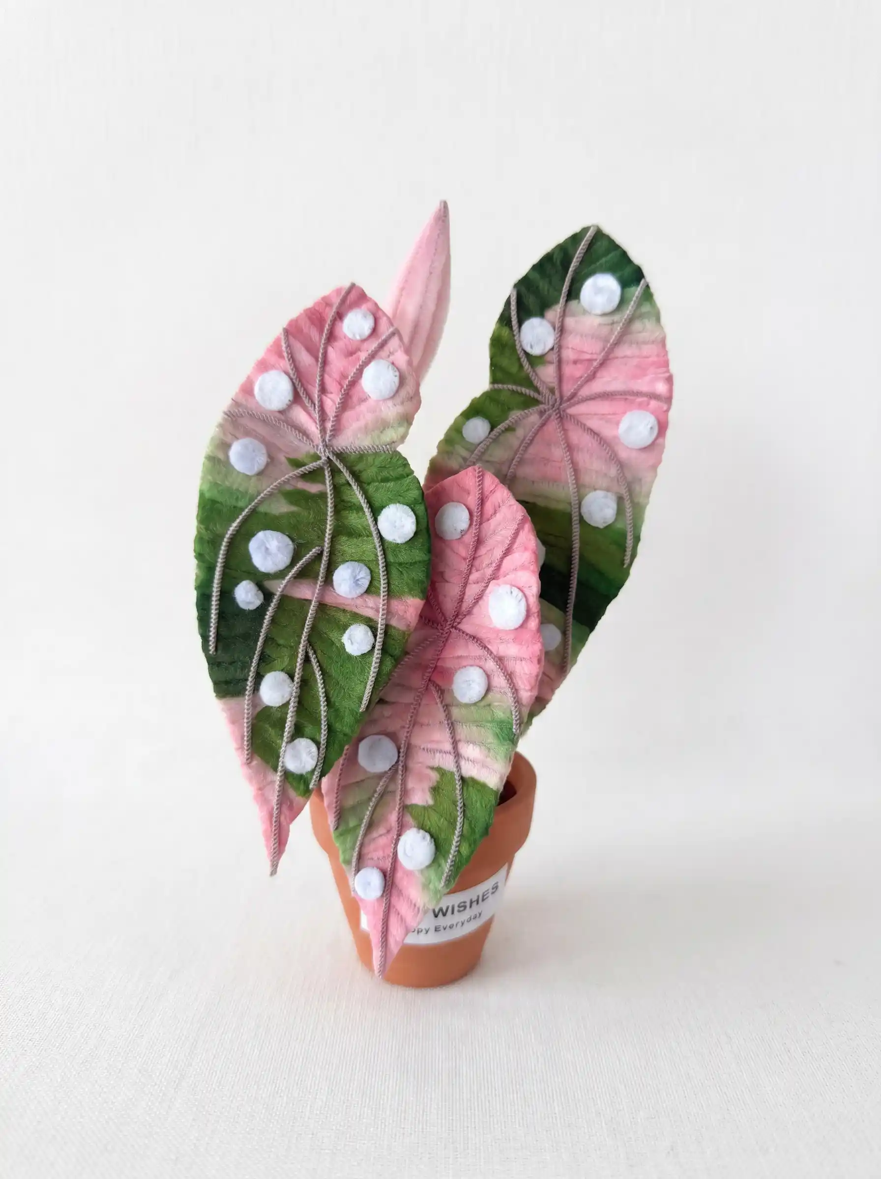 A finished handmade pink variegated Begonia Maculata (Polka Dot Begonia) plant in a terracotta pot by Glint Garden.